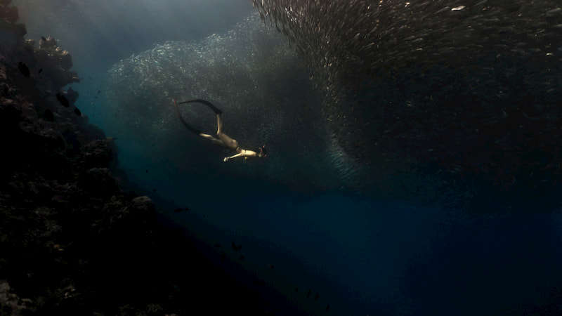 Pescador Moalboal sardine run-Tourist Spots That are Worth Flying to Cebu For